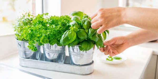 Les bienfaits des épices et des herbes aromatiques sur la santé